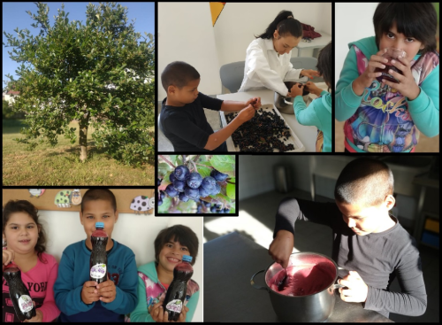 Výroba sirupu z&nbsp;arónie, černoplodého jeřábu